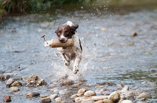 Arthrose beim Hund: Was hilft - Kräuter & Hausmittel