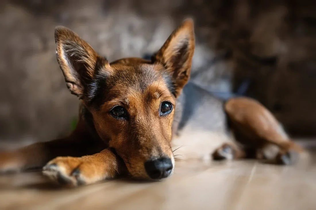 Hund pupst ständig