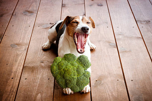 Wieviel Brokkoli darf Hund fressen
