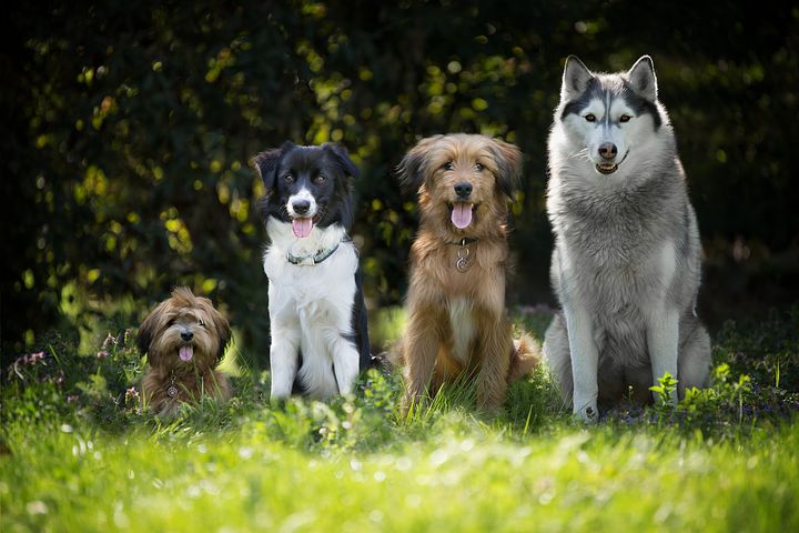 Fellwechsel Hund haart extrem – ist das normal?