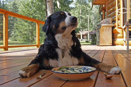 Wie gewöhnt man hund an das neue Futter
