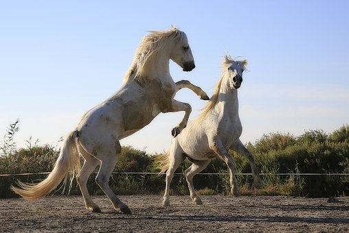 Muskelaufbau beim Pferd: So stärkst du die Muskulatur deines Pferdes