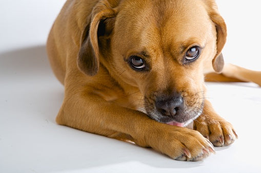 Warum leckt mein Hund ständig seine Pfoten?