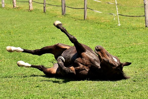 Sommerekzem beim Pferd was hilft
