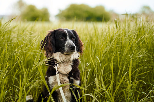 Gras fressen Hund ist völlig normal