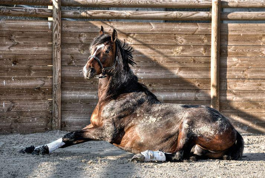 Zinkmangel beim Pferd erkennen