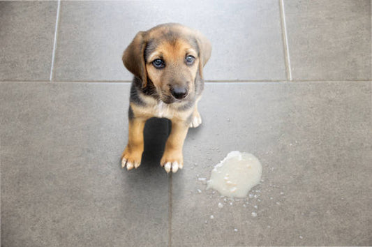 Galle erbrechen Hund warum