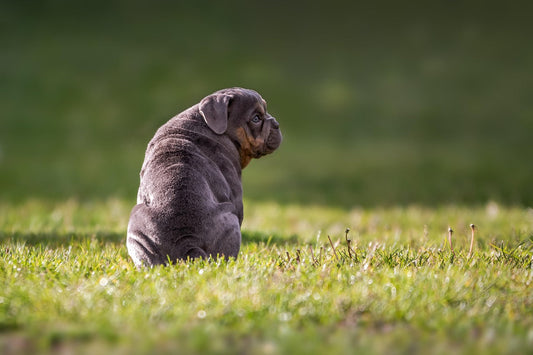 Hund juckt sich ständig am Po