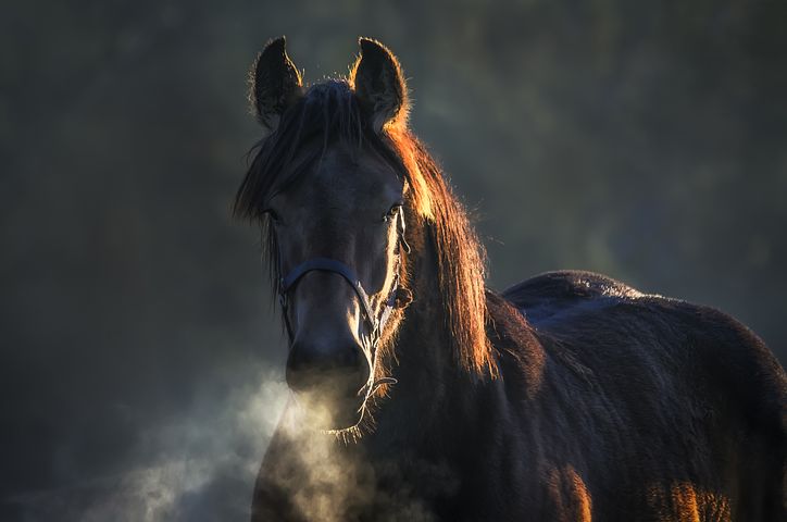 Equines Asthma COB beim Pferd – Ursachen, Symptome, Behandlung und Vorbeugung. Die chronische asthmatische Bronchitis (COB) ist eine Erkrankung der Atemwege, die bei Pferden häufig auftritt.
