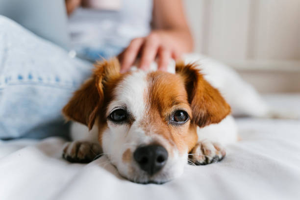 Lipom beim Hund natürlich nterstützen