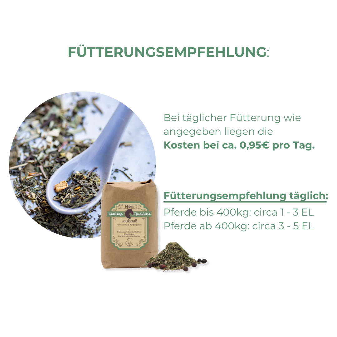 Arthrose und Spat beim Pferd vorbeugen und behandelen