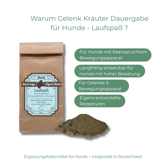 Arthrose beim Hund natürlich behandeln und vorbeugen