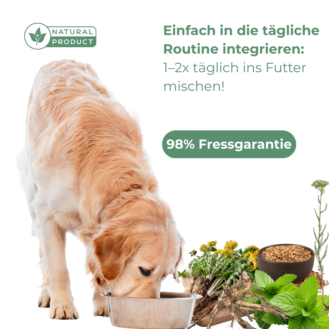 Fütterung Muskelaufbau Hund