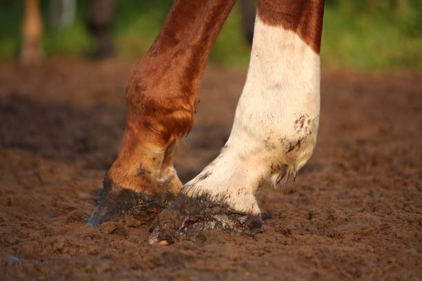 Bericht über Lymphödem und CPL beim Pferd: Ein umfassender Überblick und Behandlung Möglichkeiten