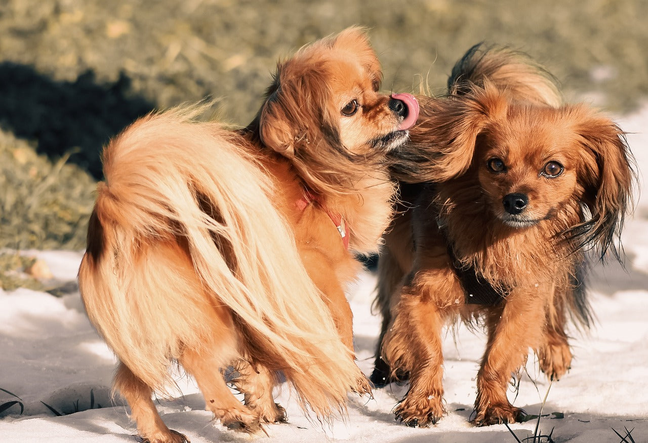Milben Hund Behandlung Vorbeugen