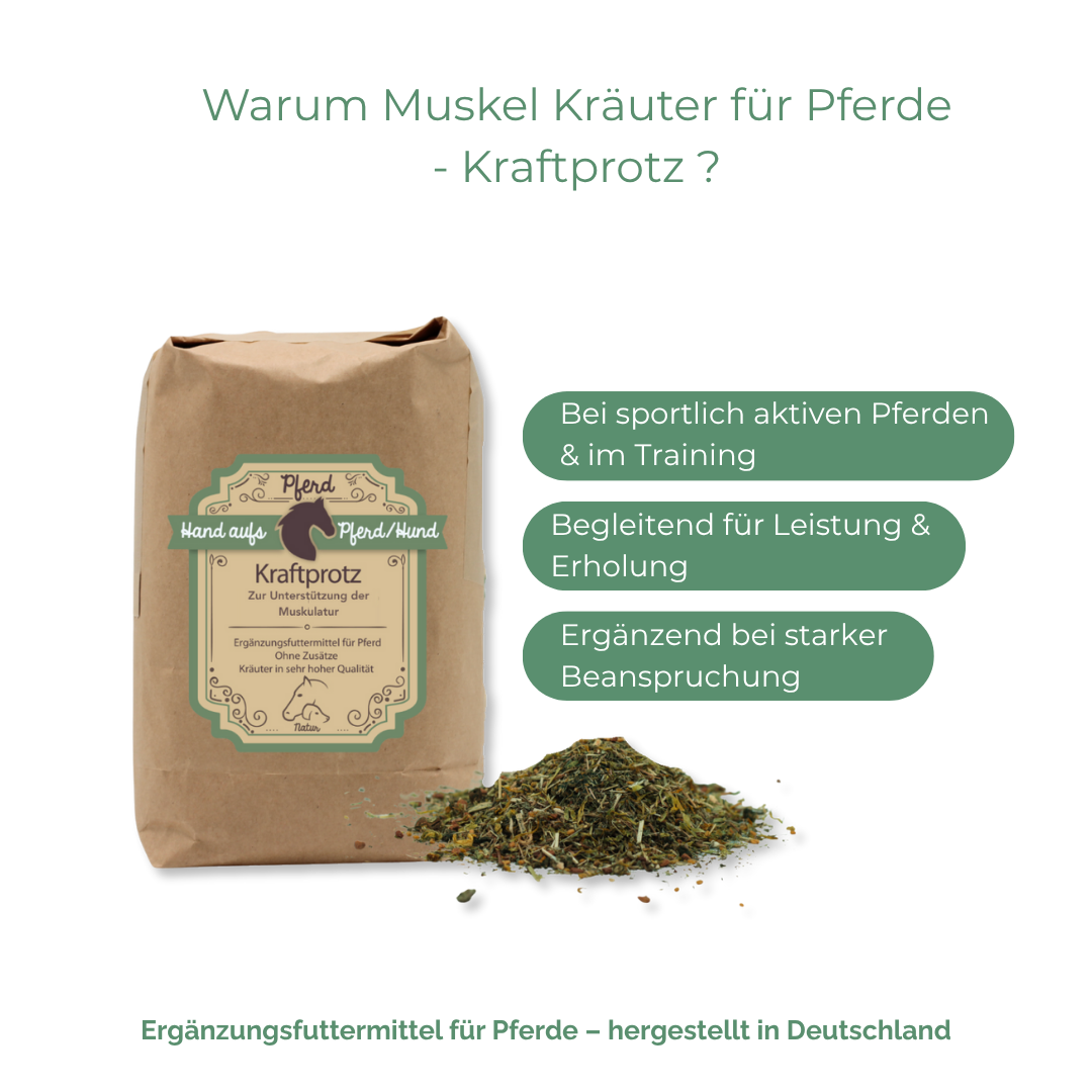 Jungpferde im Training oder Muskelaufbau