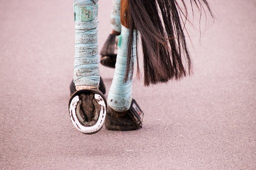 Sehnenschaden Pferd behandlung Hausmittel