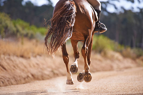 Spat Pferd Behandlung