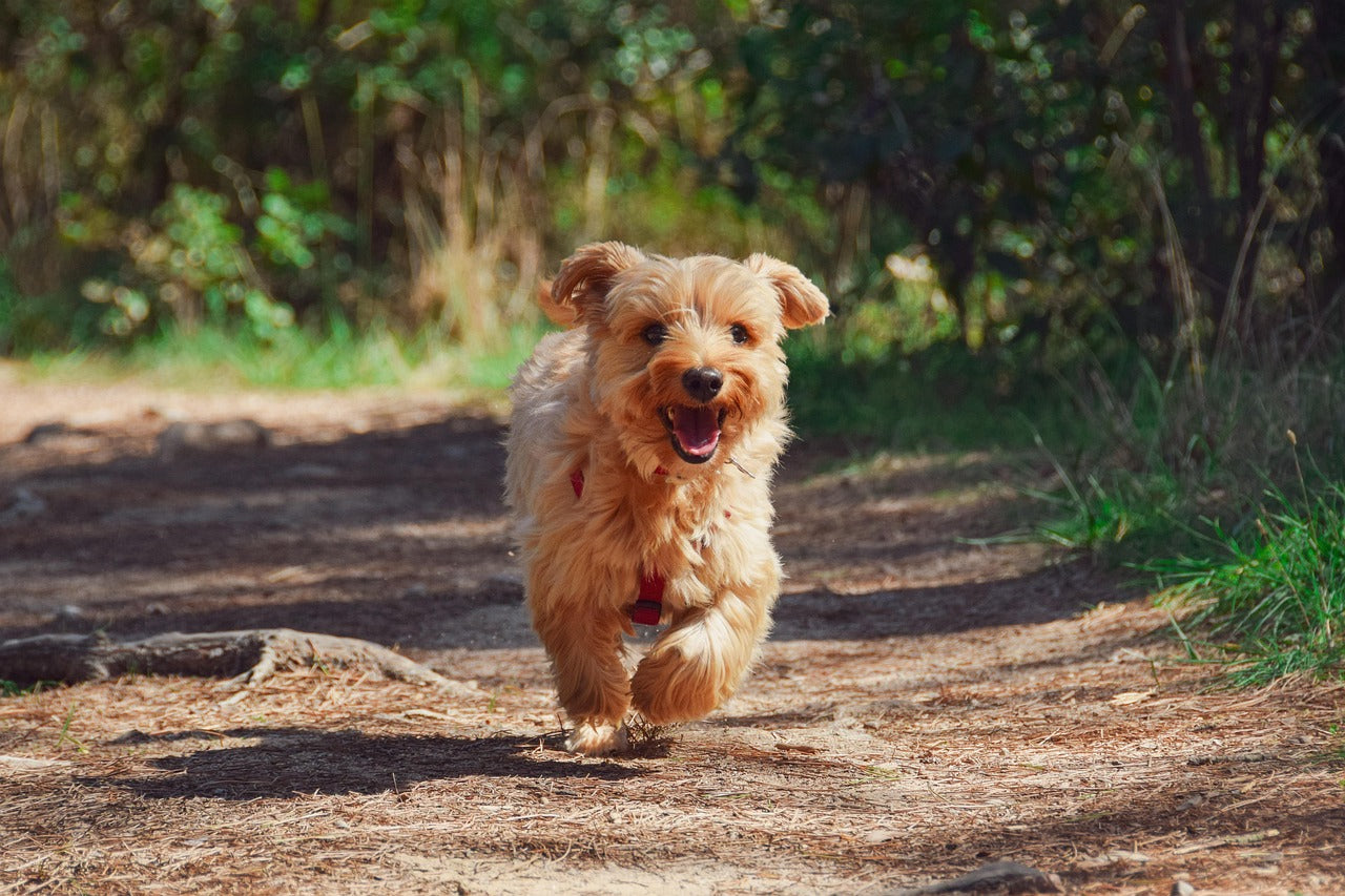 Zusatz futter hund