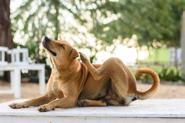 Hund kratzt sich ständig am Ohr, leckt Pfoten