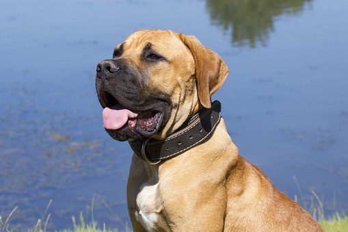 Arthrose beim Hund – Unterschiede zu Arthritis oder Hüftdysplasie
