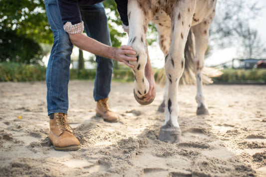Lahmheit beim Pferd - Warum lahmt mein Pferd?