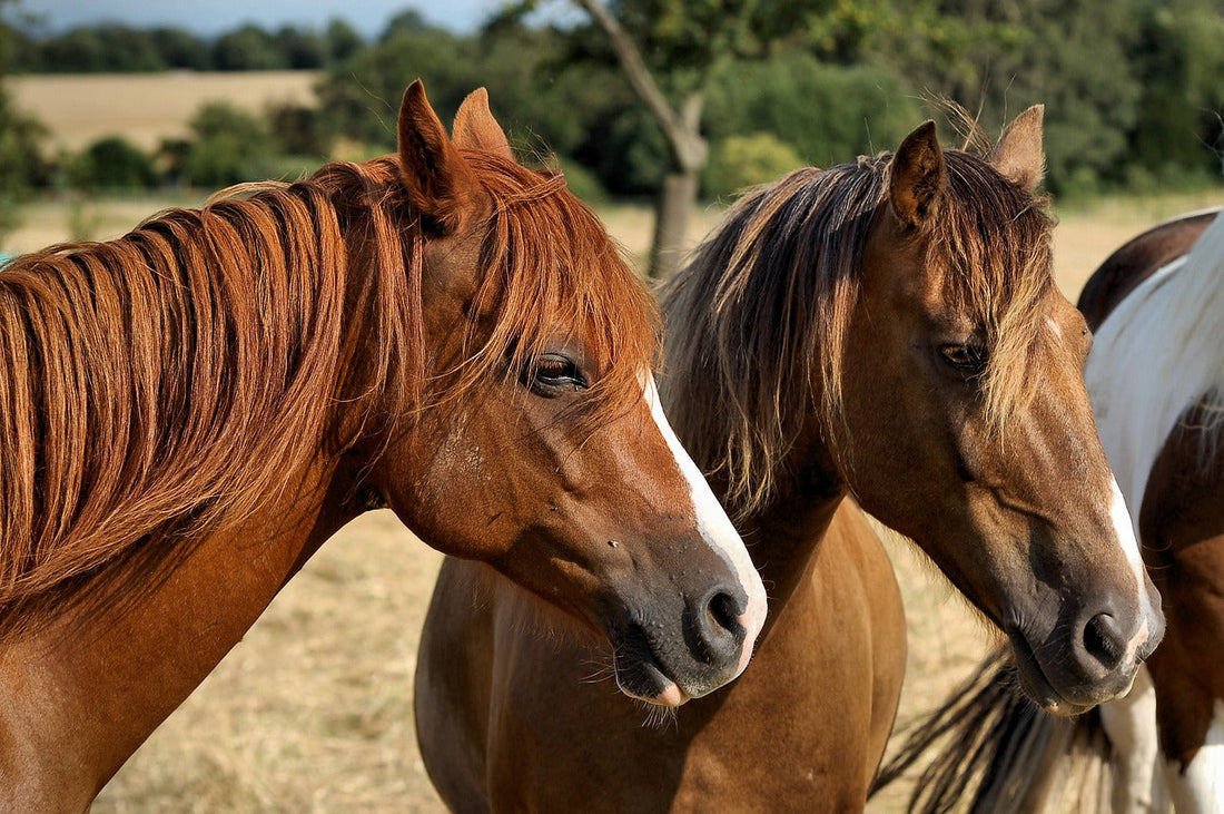 Arthrose beim Pferd – Symptome früh erkennen