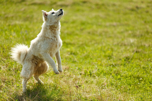 Wie du deinen Hund mit Arthrose unterstützen kannst