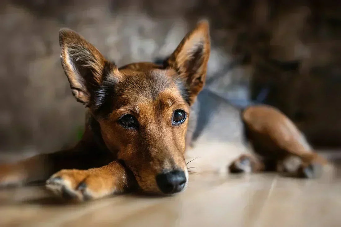 Hund pupst ständig was hilft?