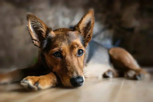 Hund pupst ständig was hilft?