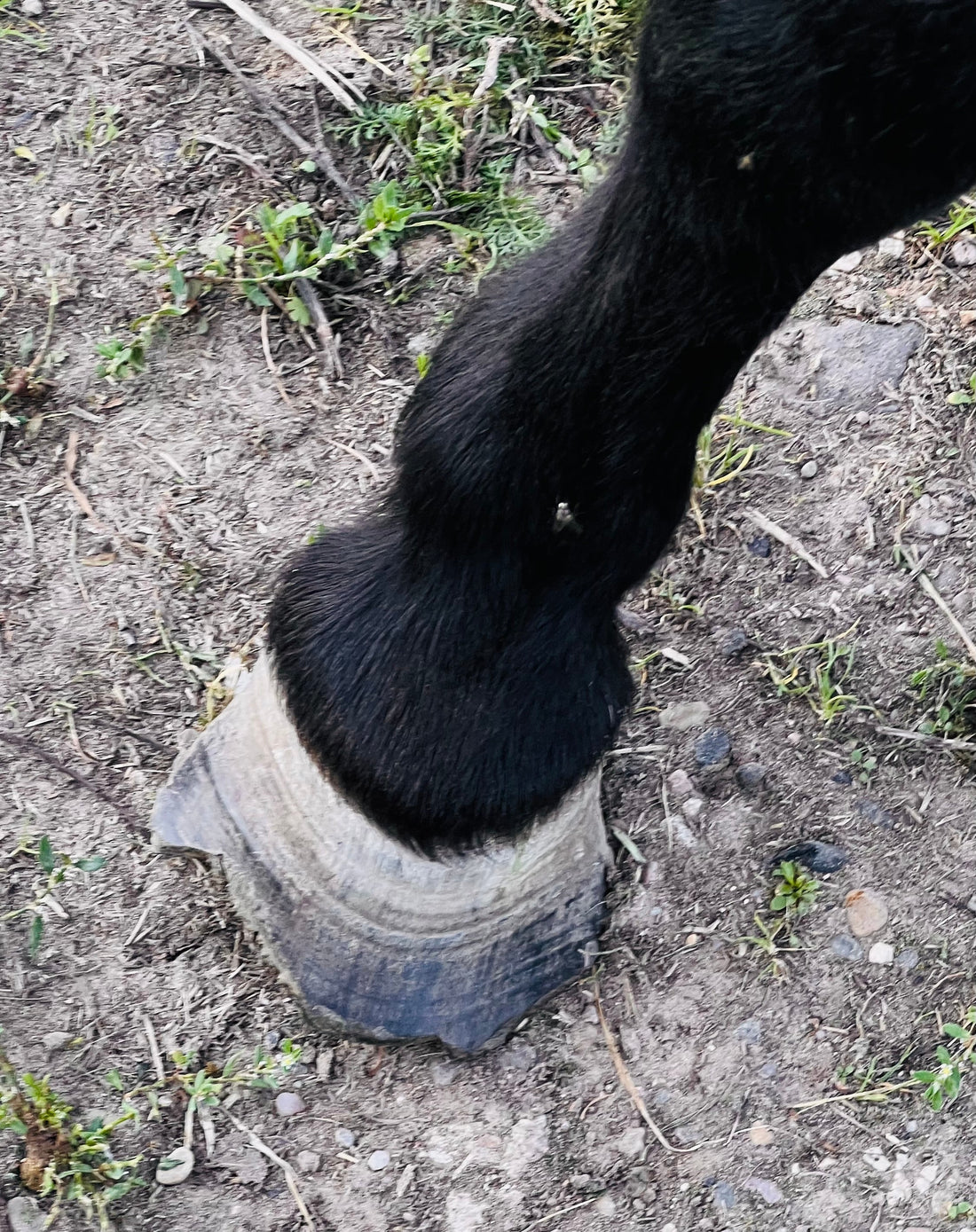 Brüchige rissige Hufe – Schlechtes Hufwachstum – was hilft wirklich