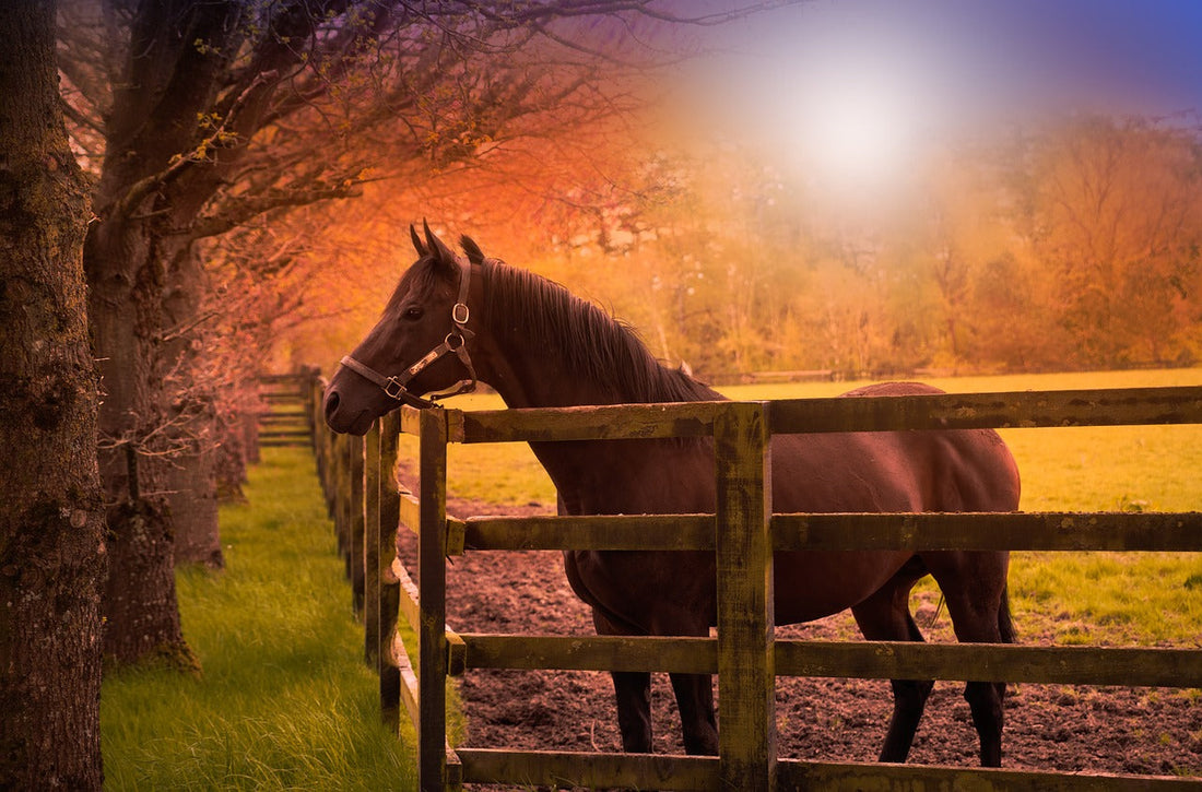 Darmprobleme Pferd – Ursachen, Vorbeugung und Behandlung