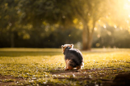 Ursachen für Durchfall beim Hund