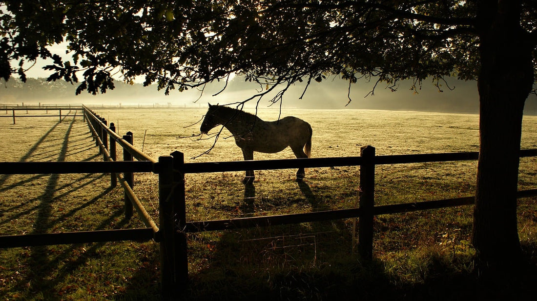 Fütterung bei Durchfall