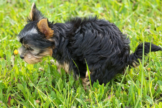 Schleimiger Kot bei Hunden: Ursachen, Symptome 