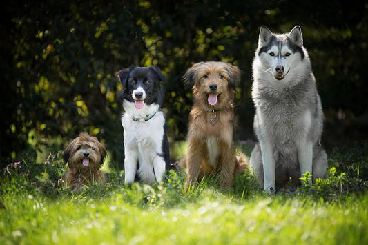 Fellwechsel Hund haart extrem – ist das normal?
