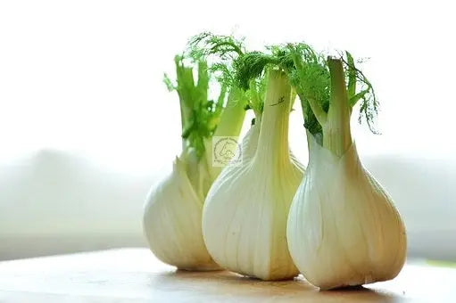 Fenchel Pferd getrocknet