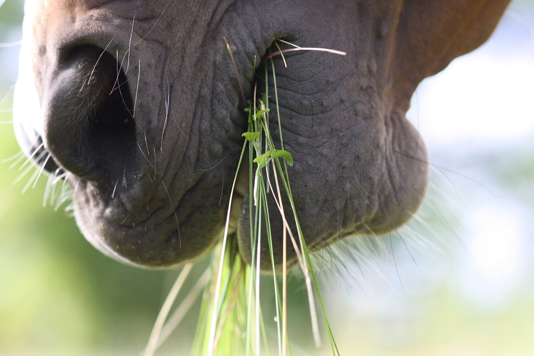 Futterumstellung von Heu auf Gras beim Pferd im Frühjahr: Alles, was du wissen musst