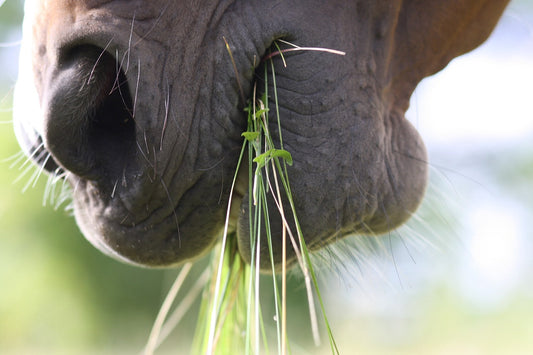 Futterumstellung von Heu auf Gras beim Pferd im Frühjahr: Alles, was du wissen musst