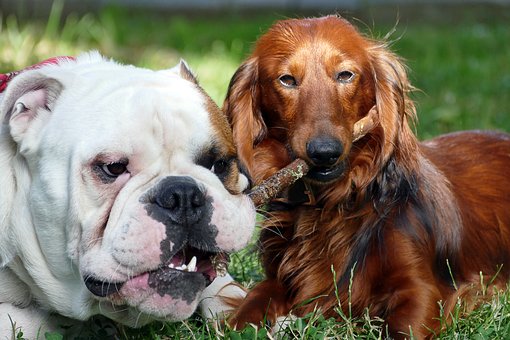 Welche Ursachen können Hautprobleme beim Hund haben