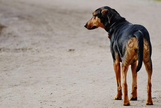 Hund läuft steif – Was tun? Mögliche Ursachen &amp; Natürliche Unterstützung