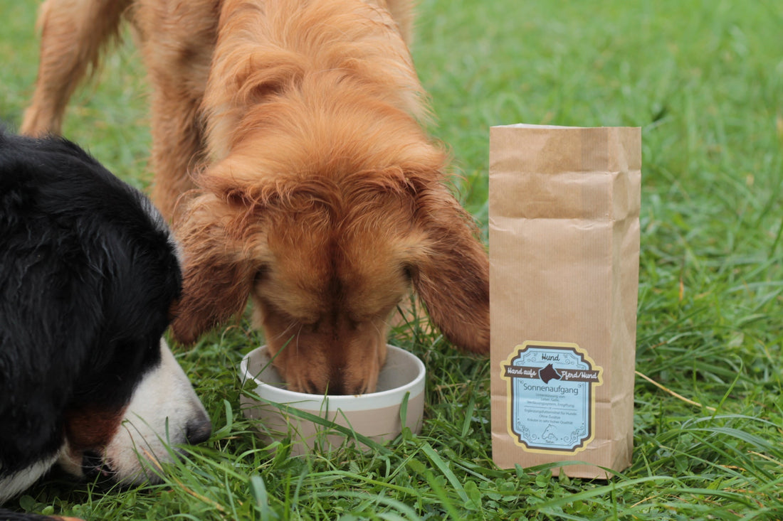 Ernährung & natürliche Mittel für Hunde mit Arthrose