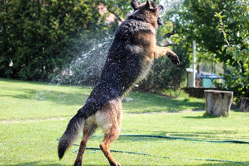 HD und Arthrose Hund natürlich behandeln
