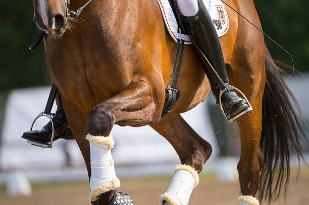 Blockade im Vorderbein Pferd