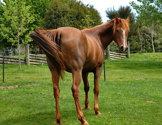 Kotwasser Pferd Ursachen und Behandlung