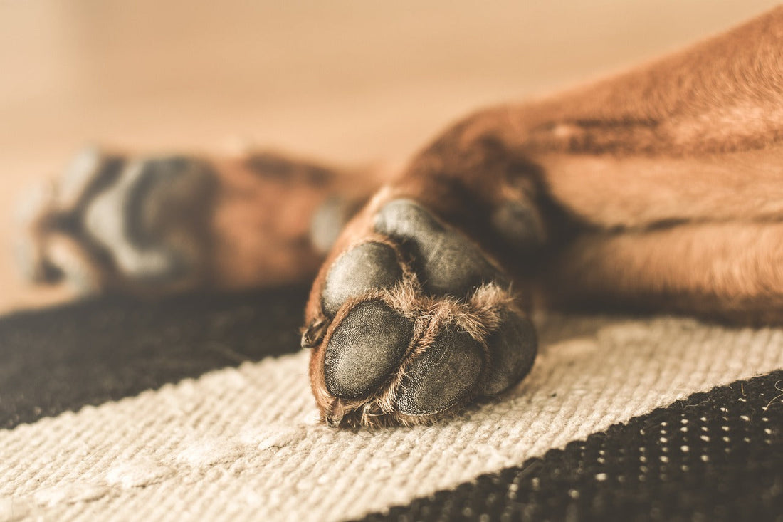 Krallenbettentzündung beim Hund – Erkennen und Behandeln, Kräuter Hausmittel