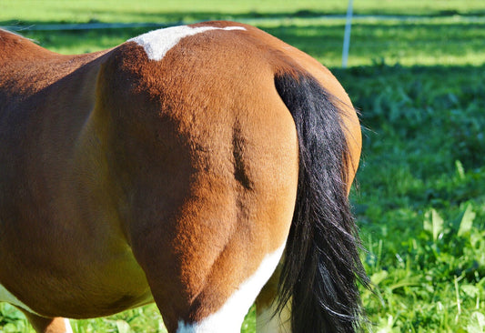 Ein Kreuzverschlag, auch bekannt als Rhabdomyolyse oder Tying-Up Syndrome,