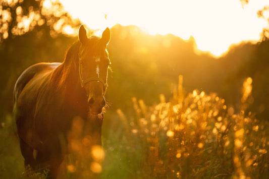 Magenprobleme beim Pferd – Ursachen, Symptome, Behandlung und Vorbeugung