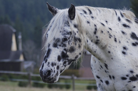 PSSM beim Pferd was ist das