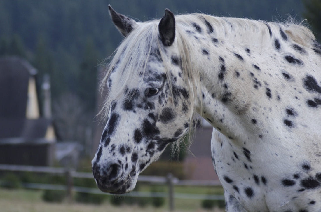 PSSM beim Pferd was ist das